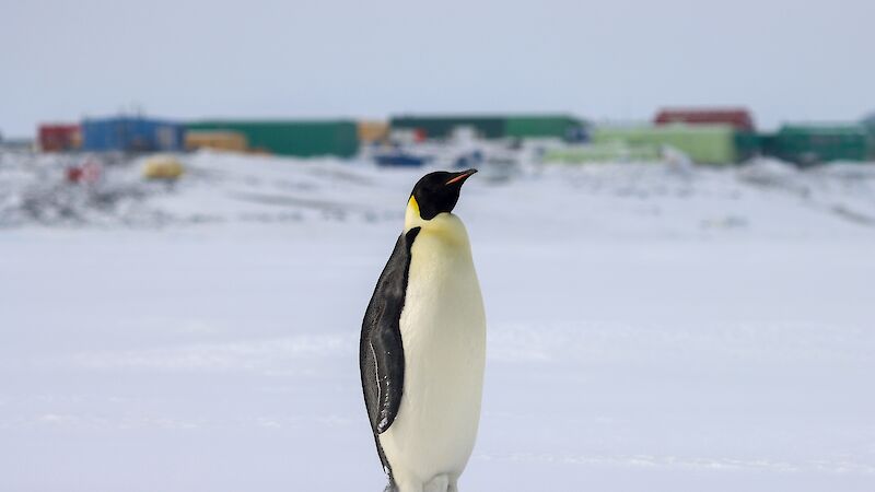 A black white and orange penguin stands on the ice with station buildings in the distance behind it.