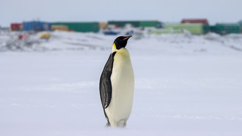 A black white and orange penguin stands on the ice with station buildings in the distance behind it