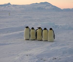 five emperor penguins close together, standing in a line with sea ice and icebergs in background