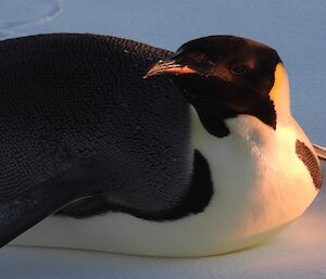 A close-up zoomed photo of a relaxed emperor penguin lying on the sea ice