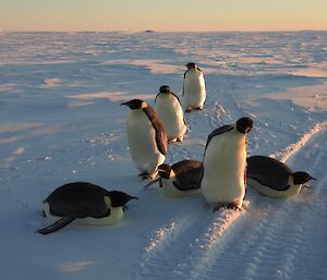 Emperor penguins near Taylor Glacier inspect tracks left on the sea ice by a Hagglands vehicle