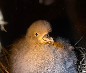 A fluffy grey baby bird on a best