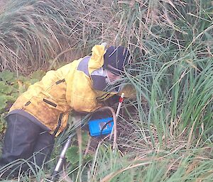 A person crawling through tussock grass