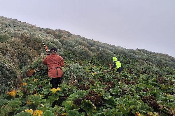 People walk up a steep, tussocky hill under grey skies