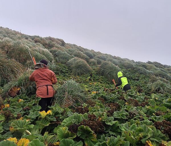 People walk up a steep, tussocky hill under grey skies