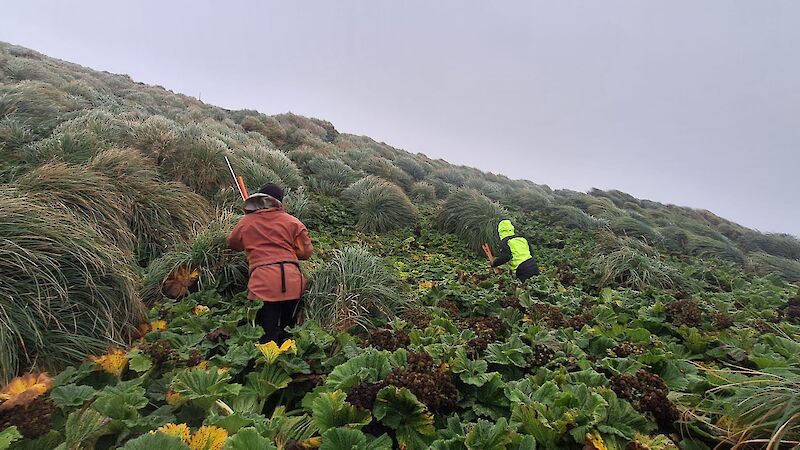 People walk up a steep, tussocky hill under grey skies