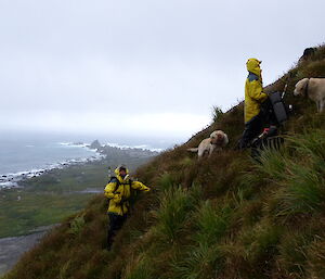 Two people in yellow climb a steep tussocky slope with dogs