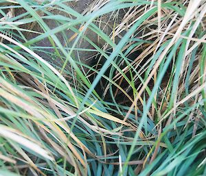 A barely visible dark coloured bird hidden by grass