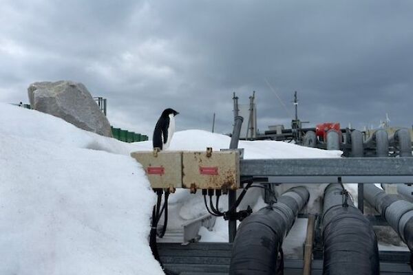 pipes and machinery set against white snow and a grey, cloudy sky. A penguin stands on top of some of the machinery.