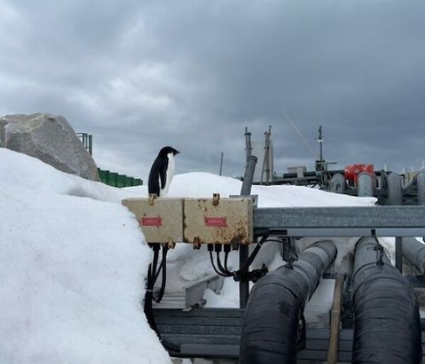 pipes and machinery set against white snow and a grey, cloudy sky. A penguin stands on top of some of the machinery.