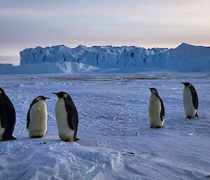 five emperor penguins on the sea ice, with the penguin rookery in the far background, surrounded by ice cliffs