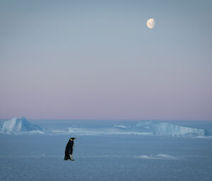 one penguin in isolation, walking on the sea with jagged ice features in the background and a bright moon above