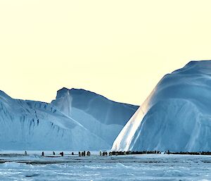 A photo of Auster Rookery in the distance, with many penguins huddled together and surrounded by sea ice and jagged ice bergs