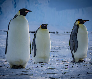 Three penguins close toand posing for the camera, checking out what's going on