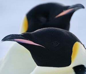 A close-up head-shot photo of two penguins, showing the eye of the front penguin