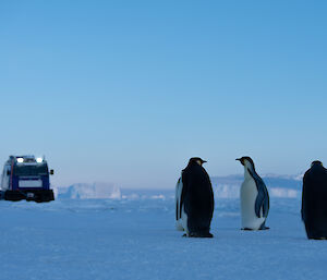 Four penguins in a group, looking at a Hagglands vehicle as if trying to decide whether to drive away in it