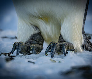A close up of an Emperor Penguin's feet standing on sea ice - clearly showing the claws and scaley folds of skin