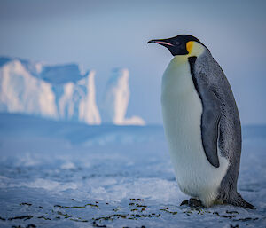 A side-on portrait of an Emperor Penguin with ice features blurred in the background