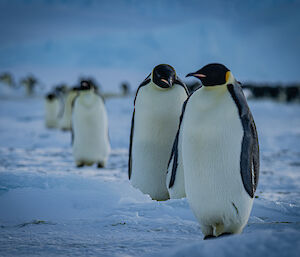 A line of emperor penguins walking towards the camera, with rookery in background