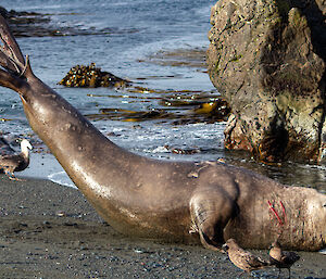A large male elephant seal on a grey sand beach