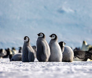 Fluffy grey black and white emperor penguin chicks on ice