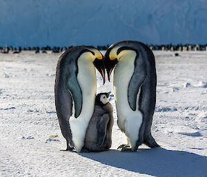 Two emperor penguin parents stand over a chick, looking down