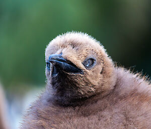 A brown fluffy penguin chick