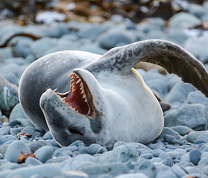 A leopard seal lies on its back, baring its jagged teeth