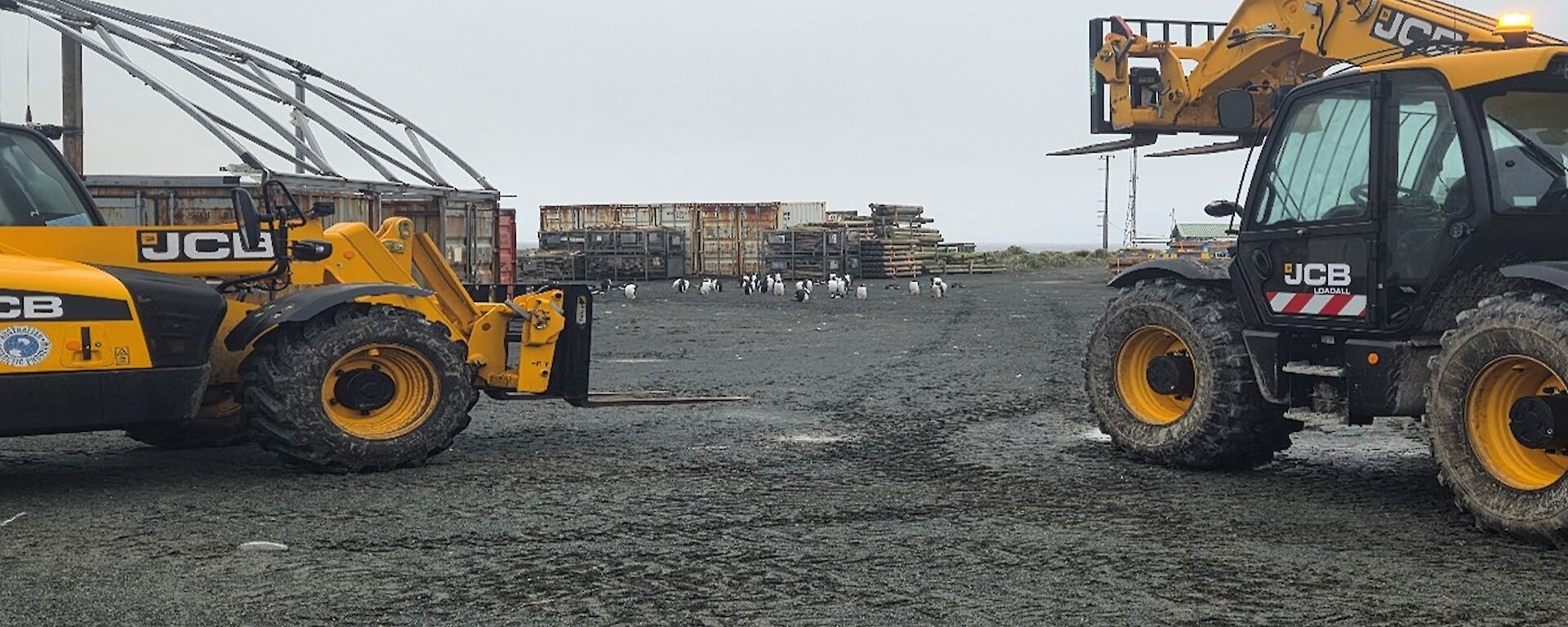 Two large yellow machines with a line of penguins in the distance