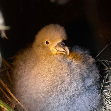 Grey petrel chick sitting in nest