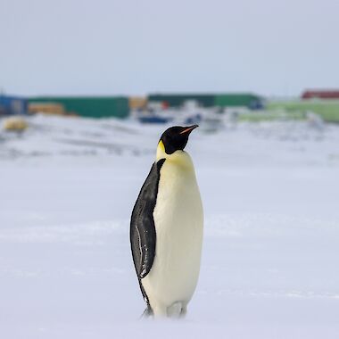 A black white and orange penguin stands on the ice with station buildings in the distance behind it