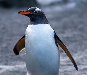 a penguin
