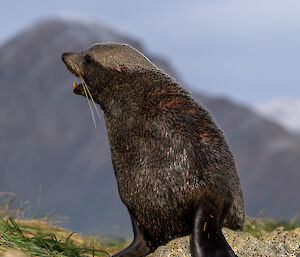 a fur seal
