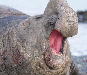 elephant seal with mouth open