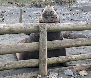 A huge male elephant seal with a large nose lying up against a fence