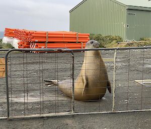 An elephant seal rearing up to look over a metal fence with station buildings behind it