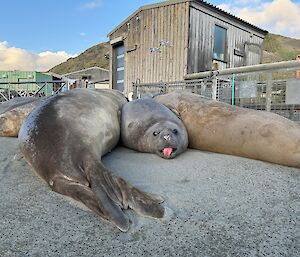 Three big elephant seals, one looking at the camera with its tongue out, near station buildings