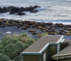 Heaps of elephant seals on a grey sandy beach