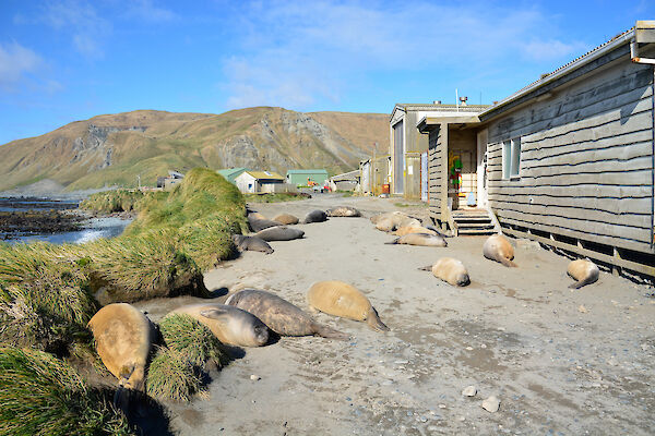 Nine elephant seals near a grey wooden building