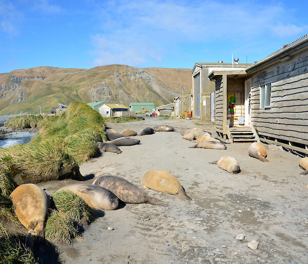 Nine elephant seals near a grey wooden building