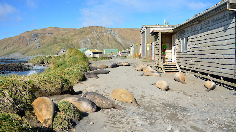 Nine elephant seals near a grey wooden building