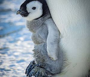 A close-up side-shot of a chick perched on its parent's feet