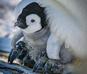 a close-up of a chick perched low on its parent's feet, but almost covered by the parent's brood pouch