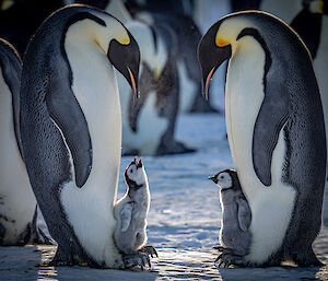 Two parents facing inwards with chicks on their feet, one of which is chirping for food and looking upwards