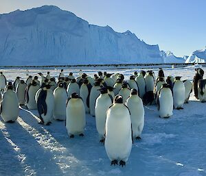 A group of emperor penguins sussing out human visitors, with the rookery and surrounding ice cliff walls in the background