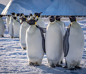 A group of emperor penguins that have left the rookery to investigate human visitors
