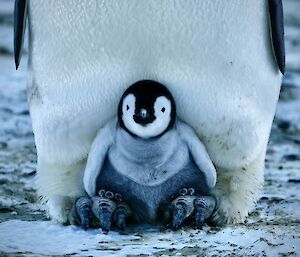 A close-up of a young chick sitting on its parent's feet - seemingly looking forward at the camera