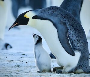 An older penguin chick seemingly taking its first steps, with parent immediately behind