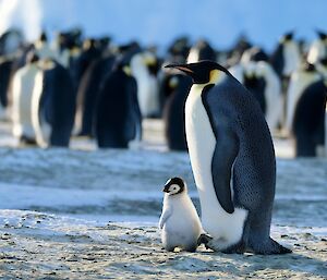 A young chick taking a few steps of its own with parent close by
