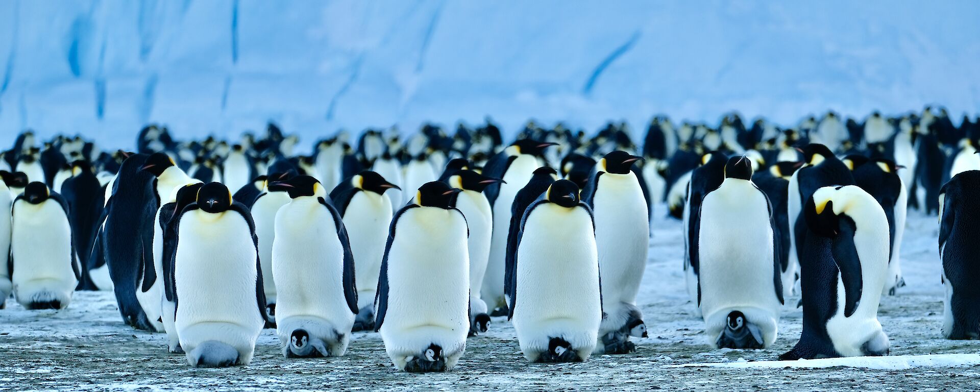 A group of penguins standing next to each-other near the colony, with a number of chicks perched on parents' feet